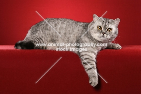 British Shorthair lying on red background