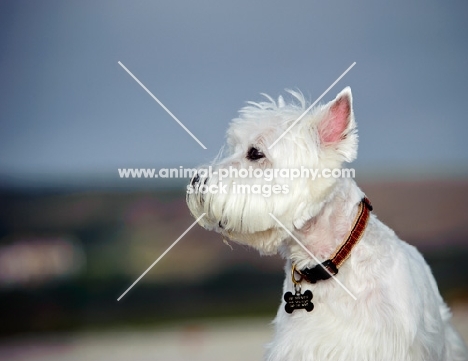 West Highland White Terrier