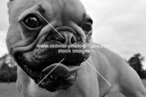 French Bulldog