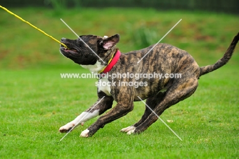 Staffordshire Bull Terrier pulling