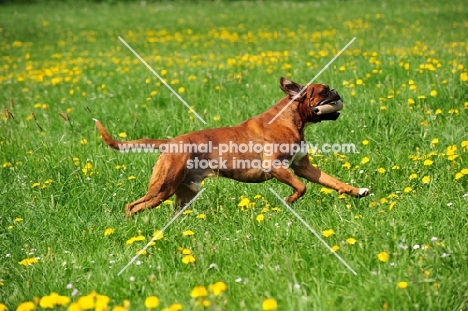 Boxer retrieving toy in field