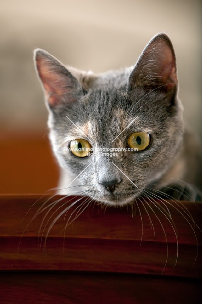 close up of grey cat