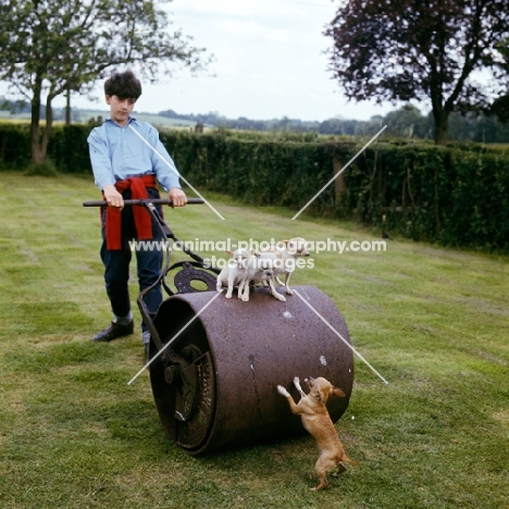 dangerous action by boy with garden roller and chihuahuas