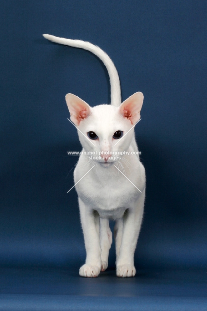 white Oriental Shorthair front view on blue background