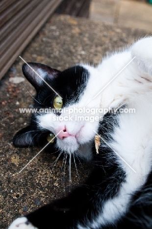 cat lying down in a playful mood