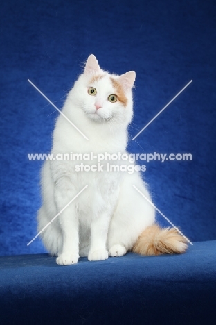 Turkish Van sitting on bright blue background