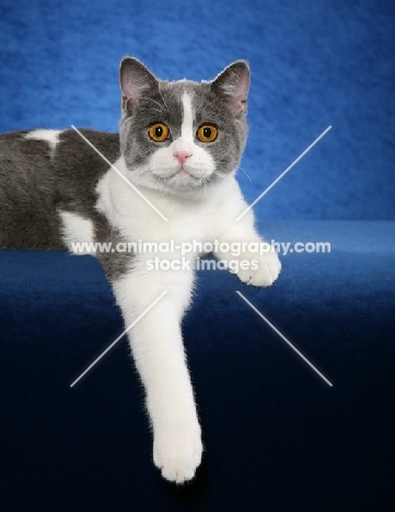 British Shorthair lying on blue background