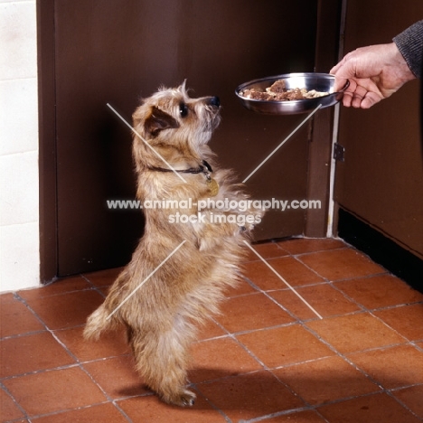 norfolk terrier wondering what's for dinner