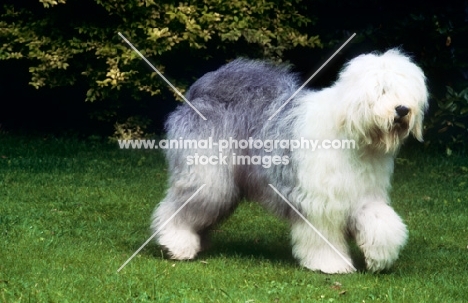 old english sheepdog walking