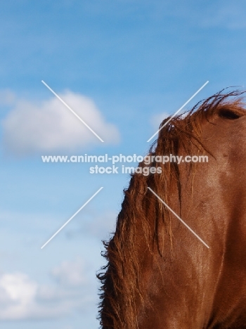 Suffolk punch, mane