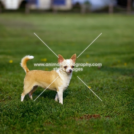 am ch jacinta of evergreen grove, chihuahua standing in USA on grass