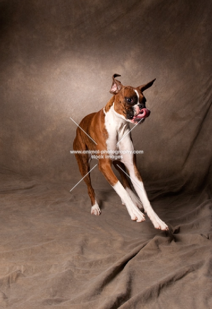 boxer in action with tongue out