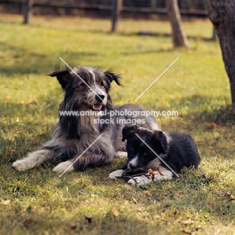 cross bred dog and her puppy