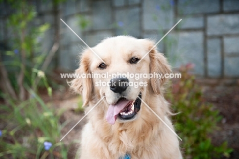 golden retriever smiling with tongue out