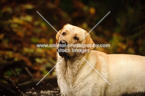 cream Labrador Retriever