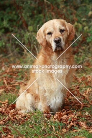 Golden Retriever in autumn leaves