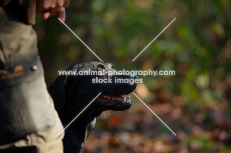 black labrador near owner 