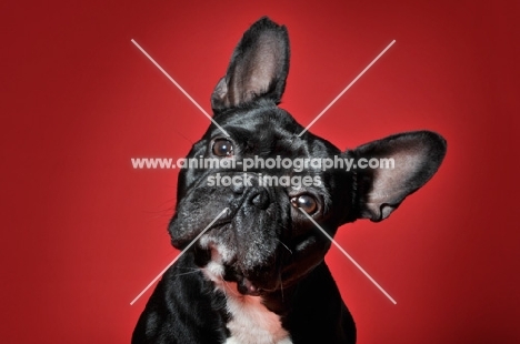 French Bulldog