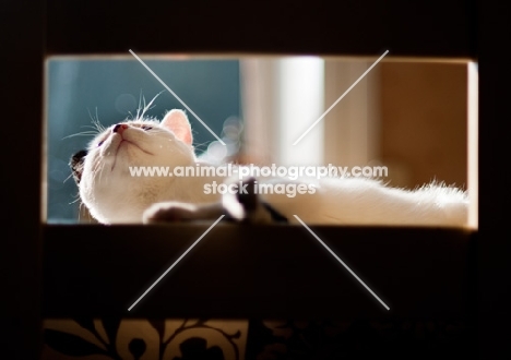 young non pedigree cat lying on chair