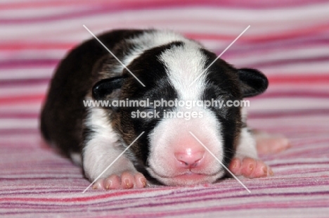 very young black and white Bull Terrier puppy