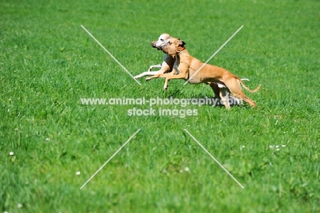 Whippets running together