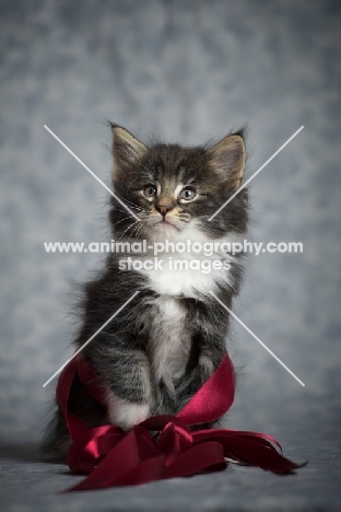 norwegian forest kitten wrapped in a red ribbon