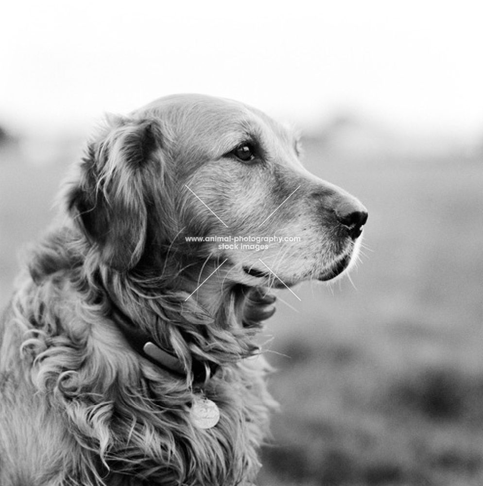 elderly golden retriever