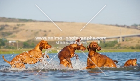 Hungarian Vizslas playing in water