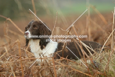 English Springer  Spaniel in field