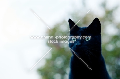 black non pedigree cat