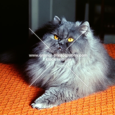 long hair blue cat lying with paw outstretched