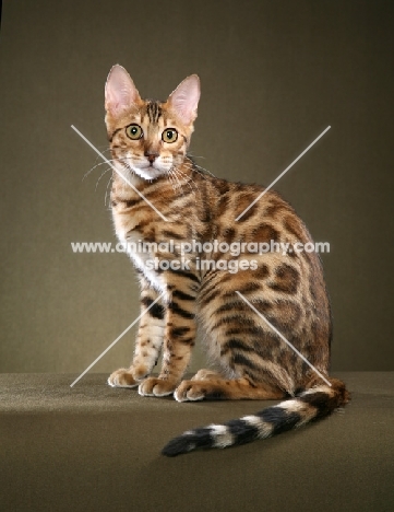 Bengal in studio