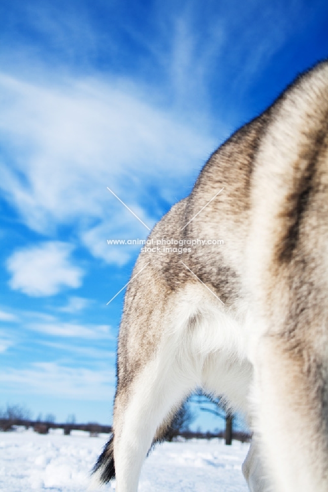 Husky against blue sky