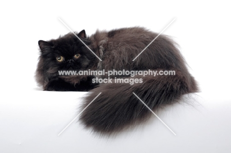 black persian cat, fluffy male