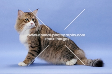 Brown Mackerel Tabby & White Norwegian Forest cat