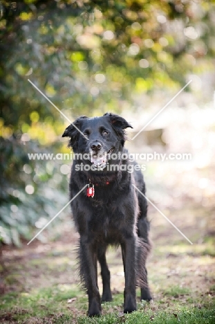 black shepherd mix smiling into camera