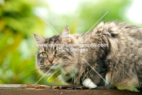 non pedigree tabby cat on a fence