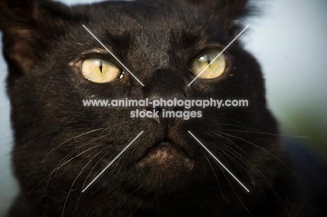 black cat, close up