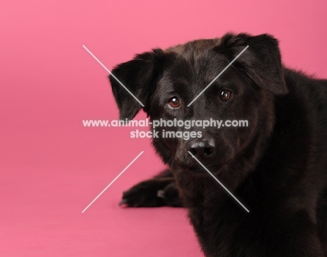 Mongrel on pink background