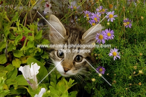 kitten amongst flowers