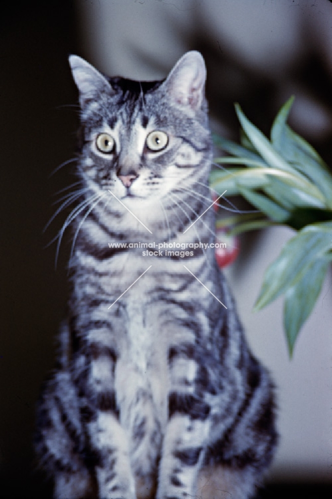 tabby cat looking hypnotised