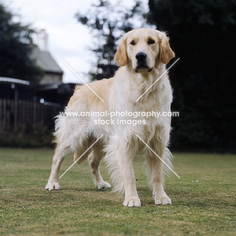 golden retriever