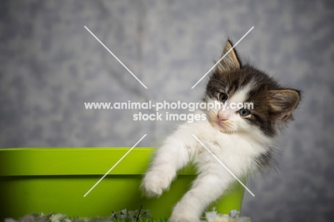 norwegian forest kitten popping out from a green vase