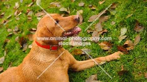 Labrador Retriever lying in grass with fallen leaves.