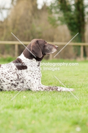 German Shorthaired Pointer lying down