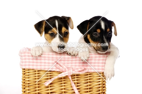 Jack Russell puppies in a wicker basket, isolated on a white background