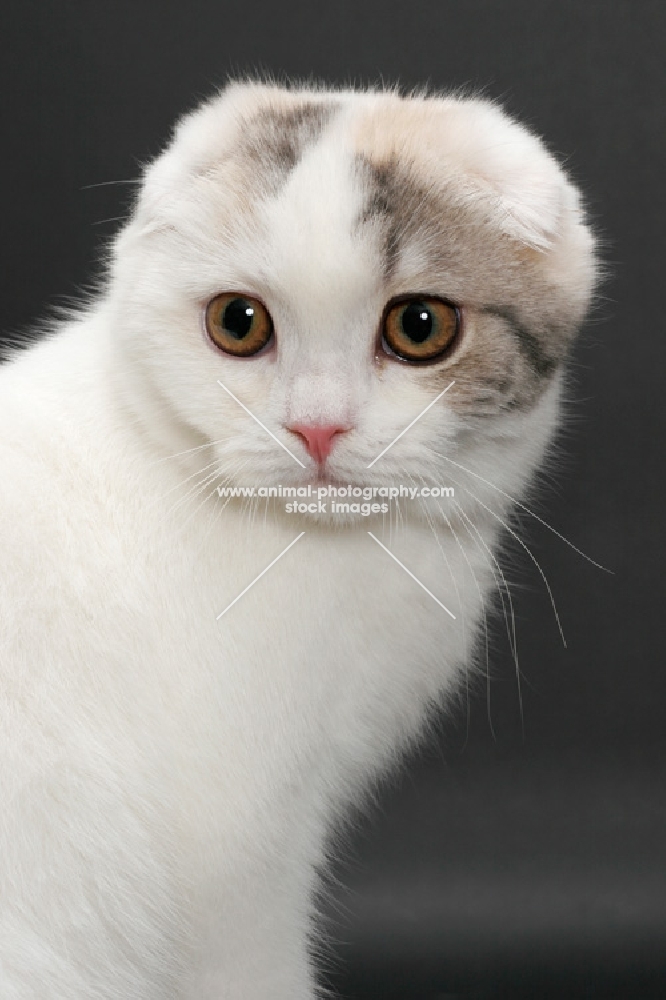 Blue Mackerel Torbie & White Scottish Fold portrait