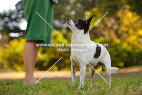 Chihuahua standing with boy's legs in the background. 