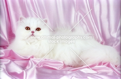 Persian lying on satin