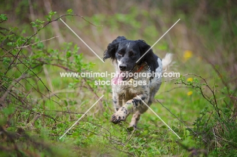 English Springer Spaniel running in a green scenery, tongue out